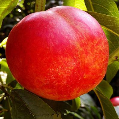 杨凌推荐的桃树品种有哪些,杨凌农科桃树新品种