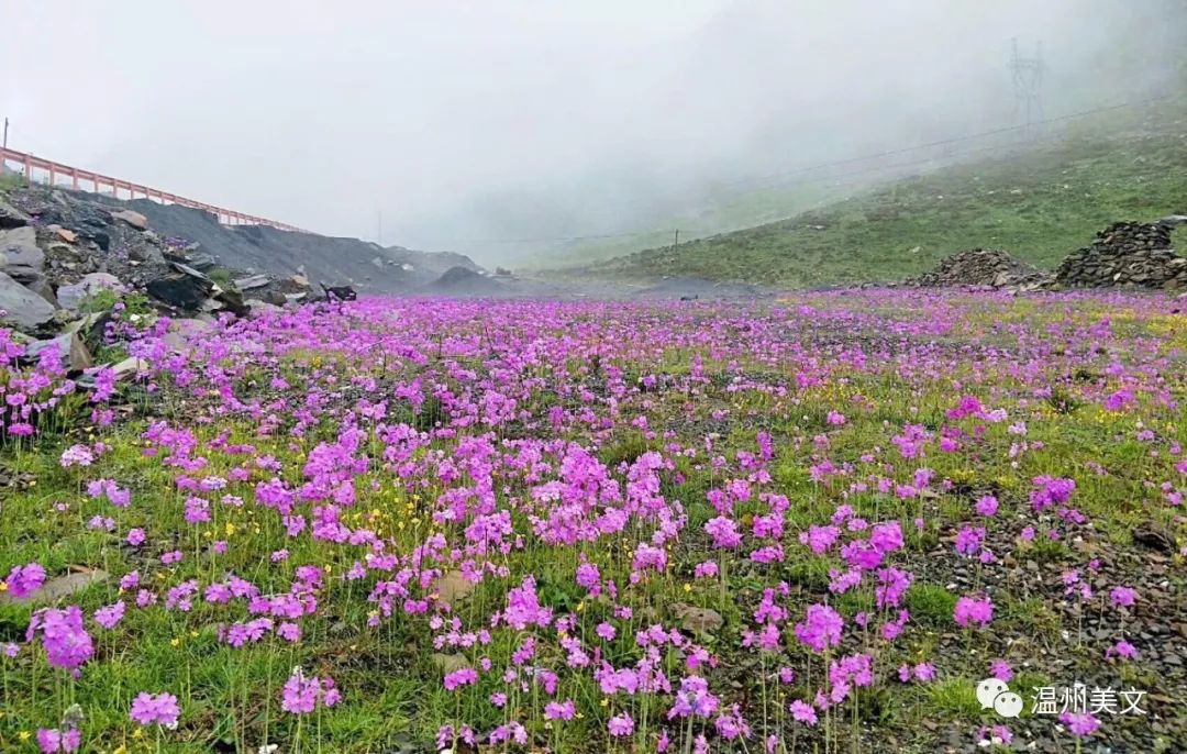 始于颜值忠于才华和人品,始于颜值陷于才华忠于人品