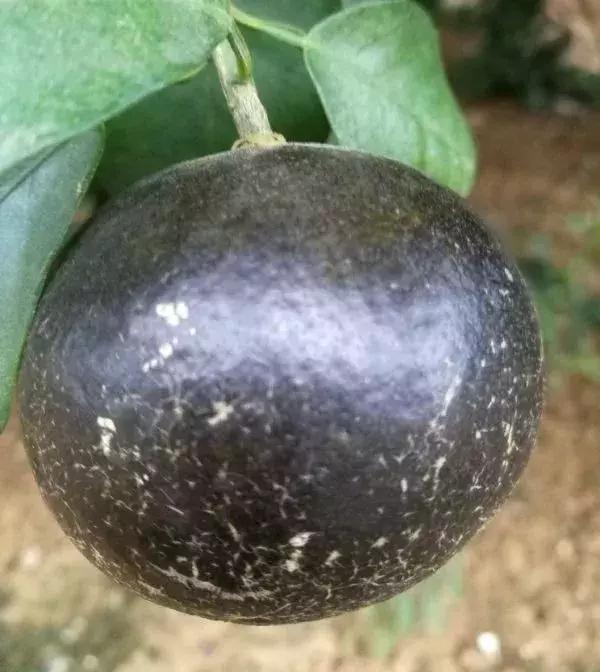 柑橘锈壁虱什么时间发生,柑橘锈壁虱危害图