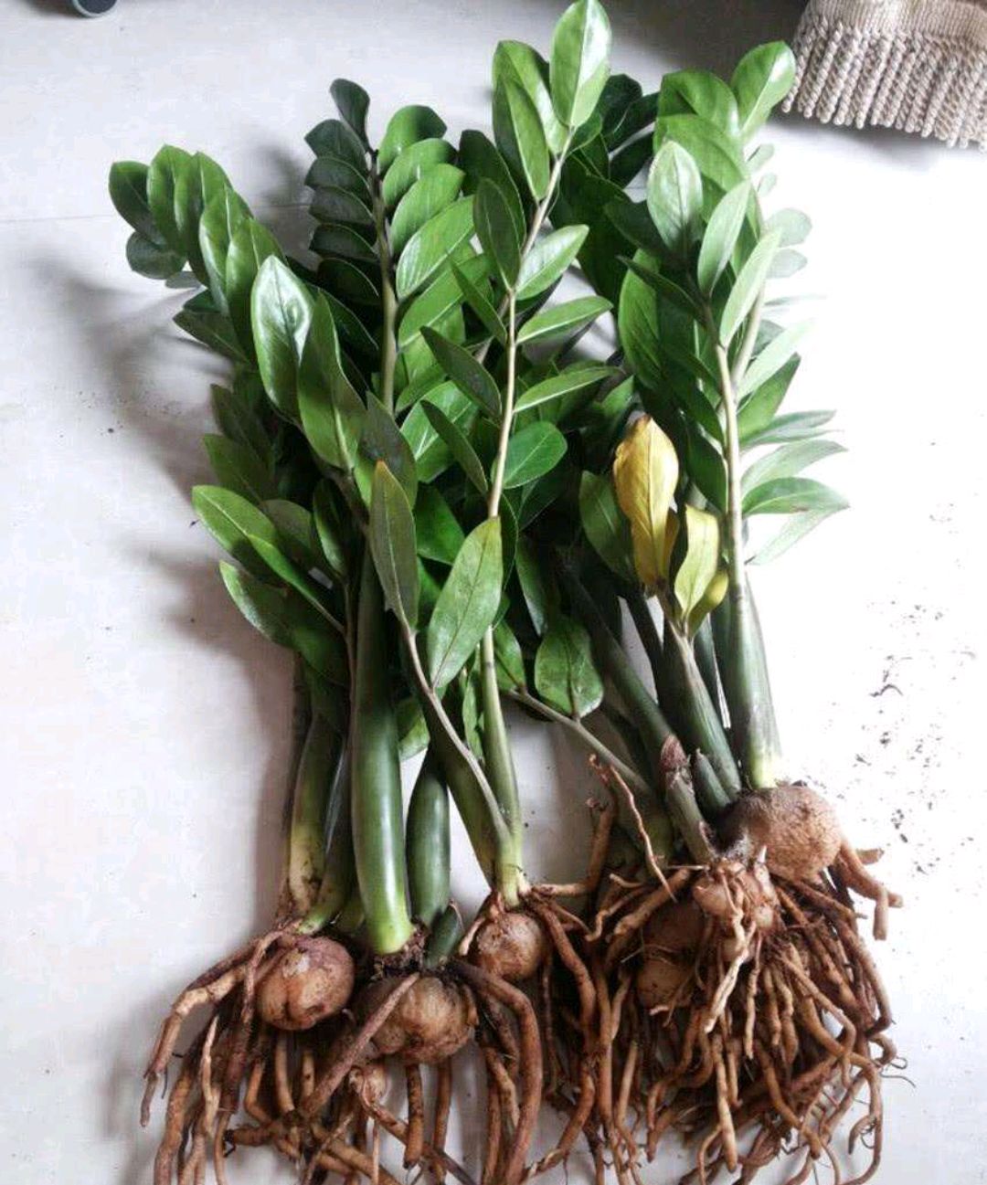 一年四季不死的十种花水养,浇水过多死的植物