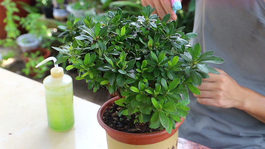 养杜鹃花的技巧,杜鹃花10种品种