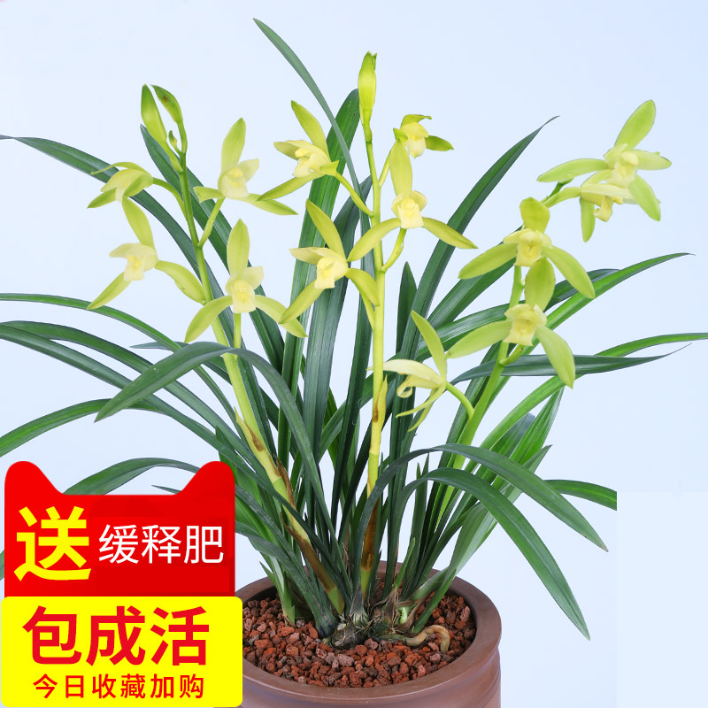 黄金万两兰花属于什么品种兰花,兰花品种大全春兰和墨兰的区别