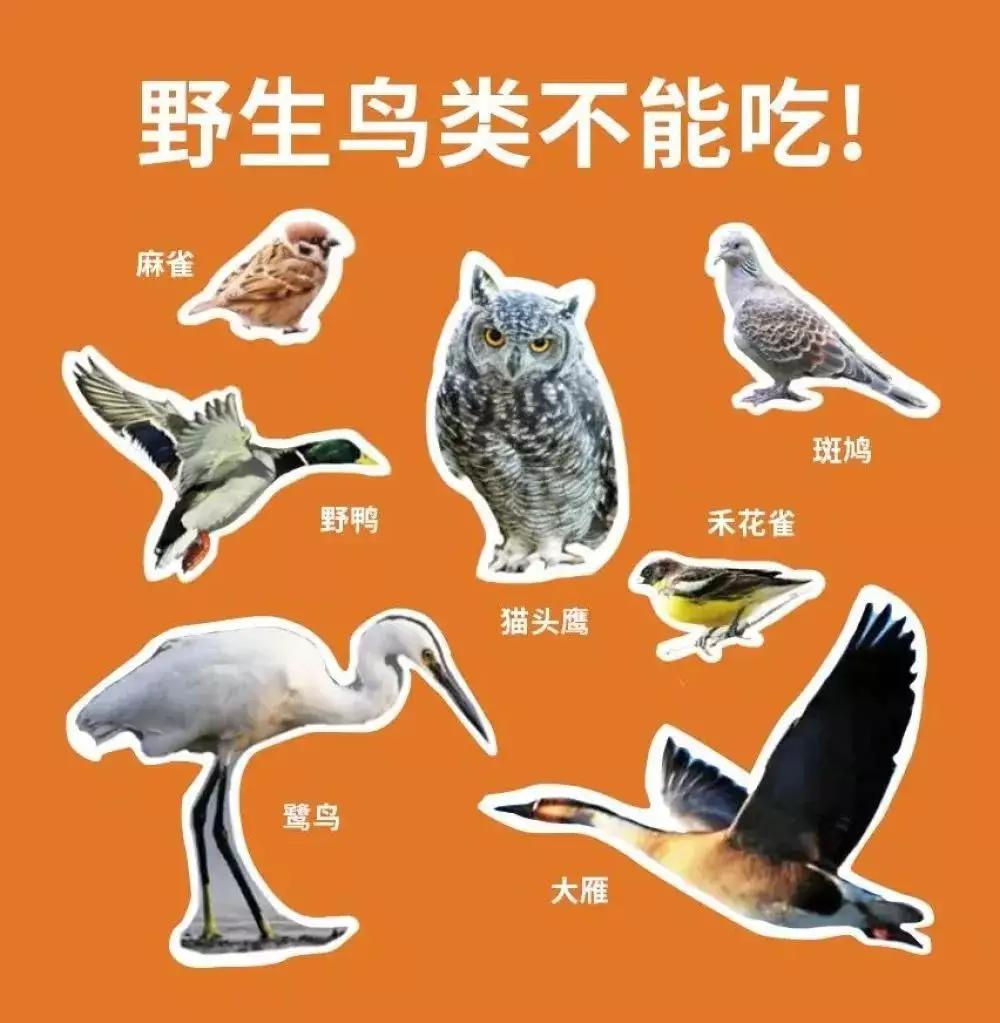 抓蛙捕鸟被判刑,抓青蛙检察院怎么处理