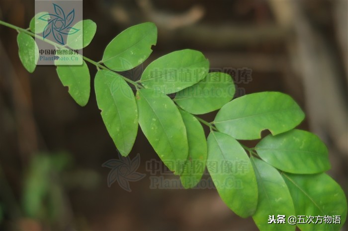 家槐叶和槐叶区别,国槐家槐是同一种树吗