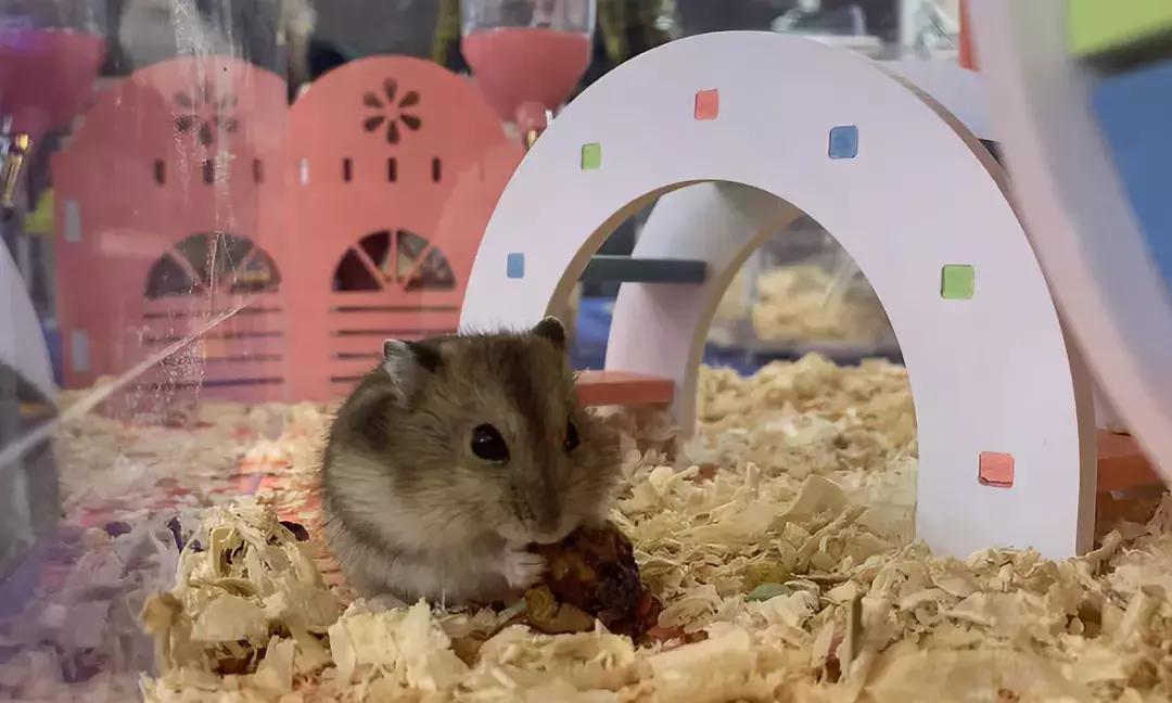 2019年第161届中国宠物文化节,2018年宠物文化节