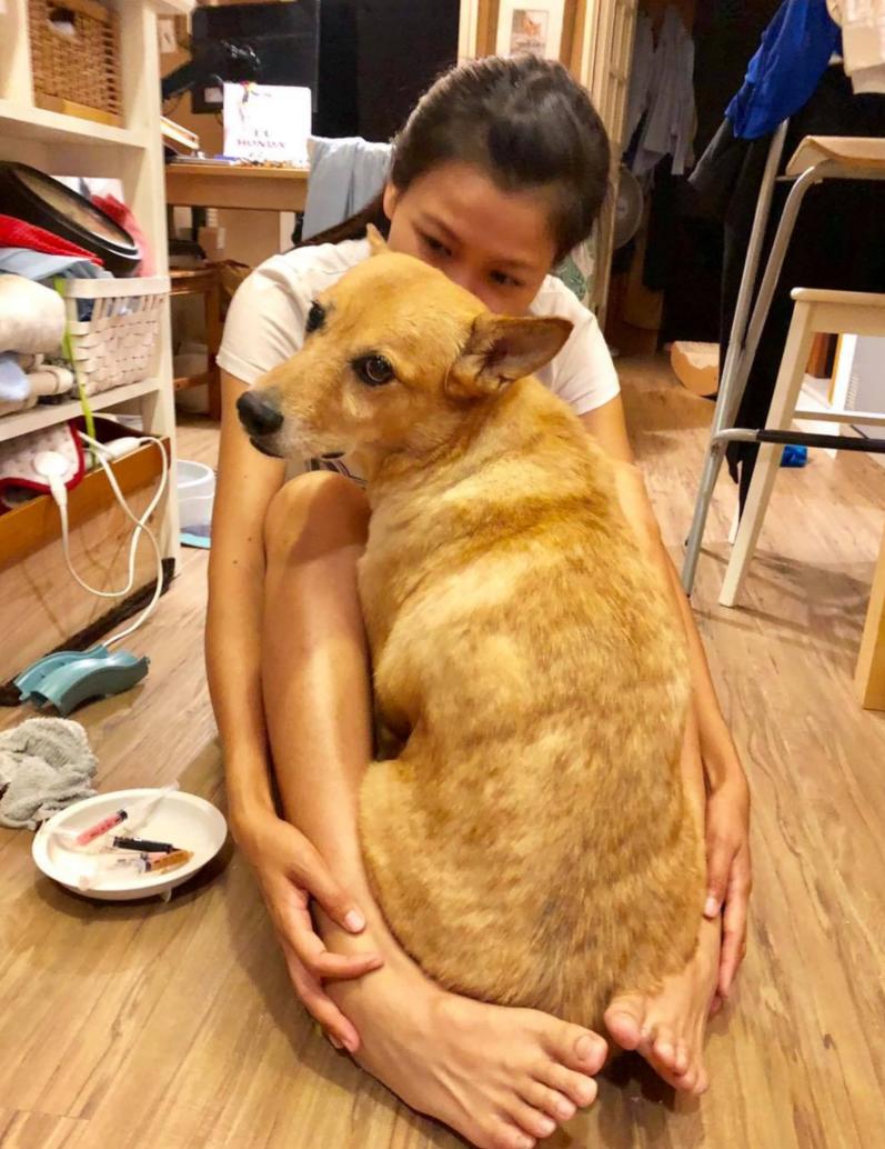 流浪狗得肿瘤,流浪狗得肿瘤被主人遗弃