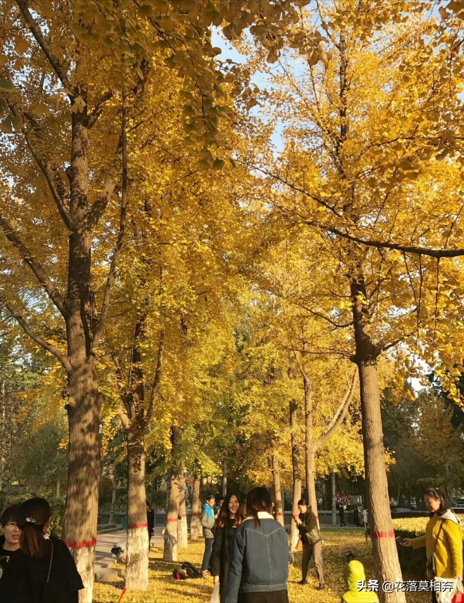 银杏果的臭味闻久了会中毒吗,银杏果的臭味有什么好处