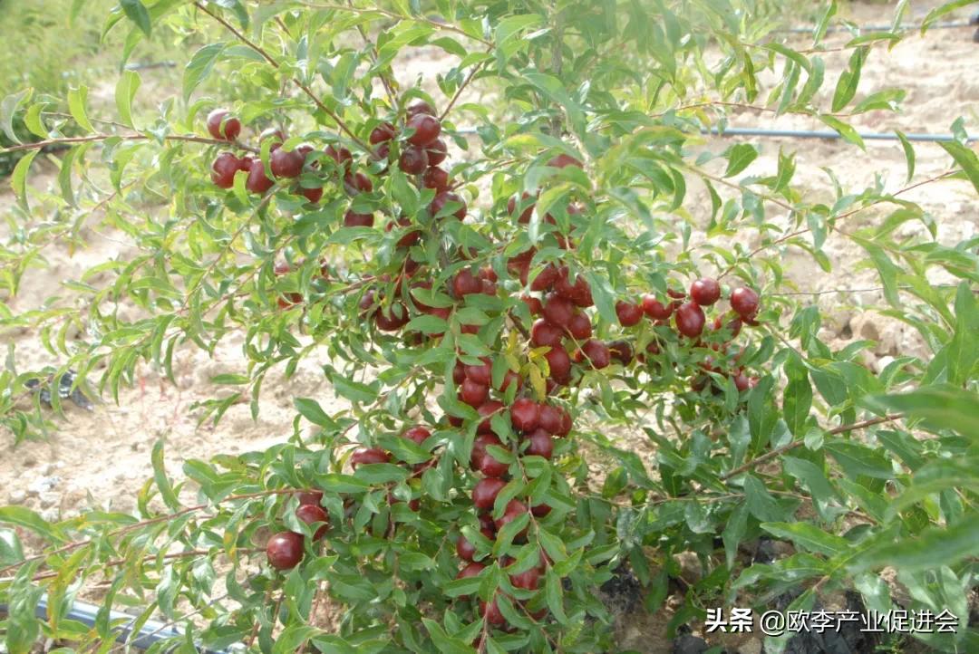 欧李是麻梨吗,欧李是什么水果