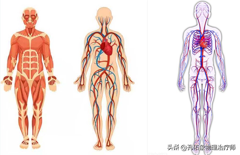 腿上细血管像蜘蛛样怎么回事,小腿上的血管像小蚯蚓一样
