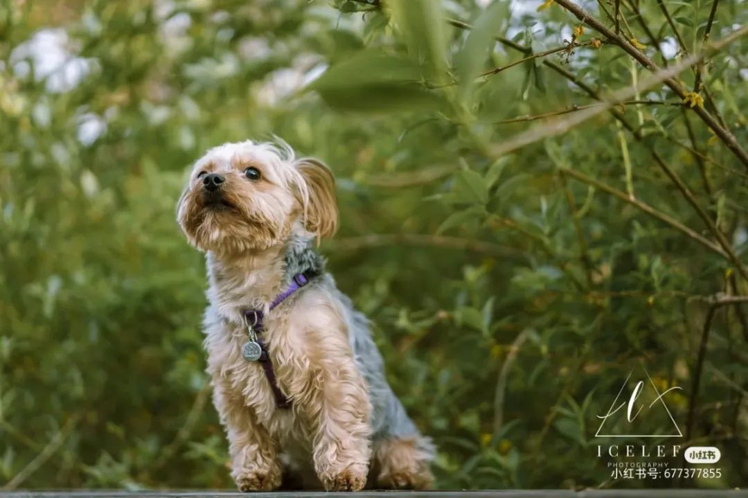 2022年上海遛狗圣地,2021上海遛狗圣地