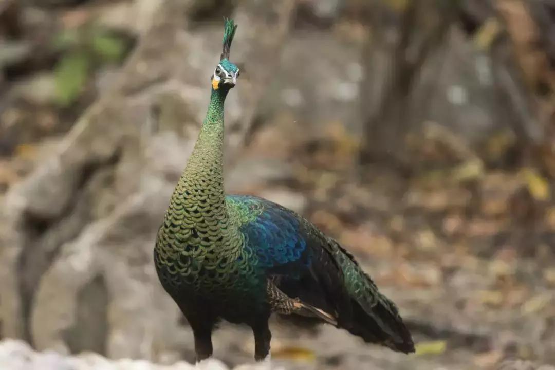 建水电站下游会断流吗 (建水电站对河水有影响吗)