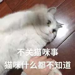 猫咪眼里的世界到底是怎样的,猫咪眼中的世界是什么样子