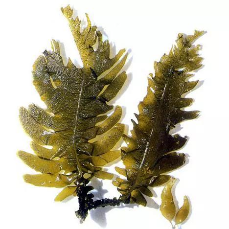 干货海产品视频,海产品干货的种类大全