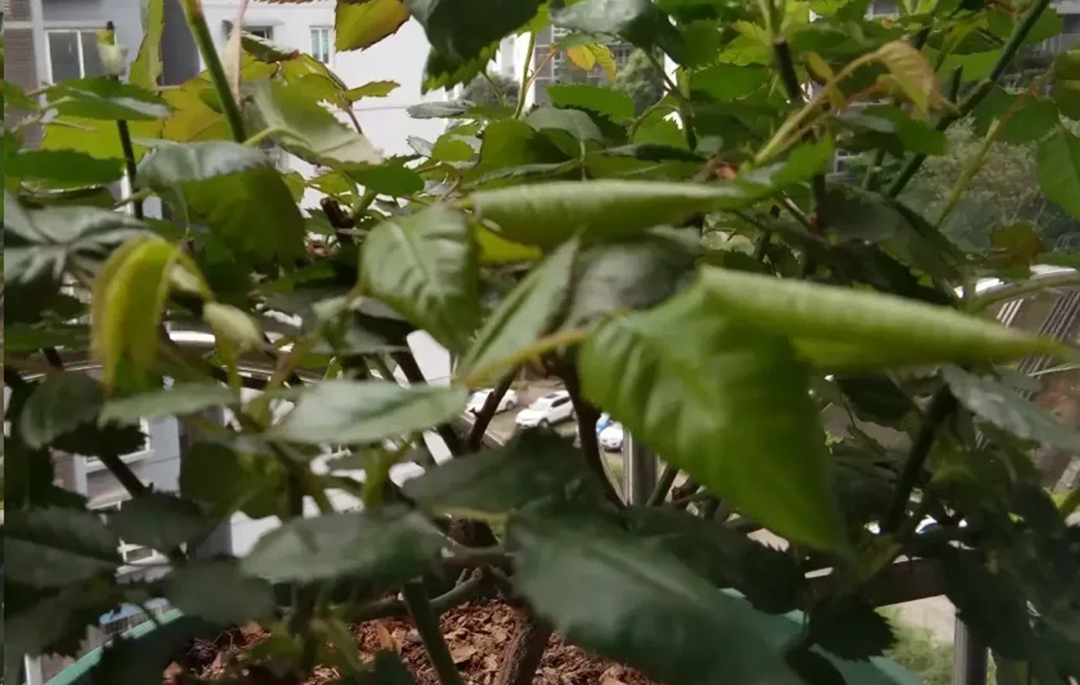 月季叶子焦卷变脆怎么办,月季叶子向下微卷摸着有点焦