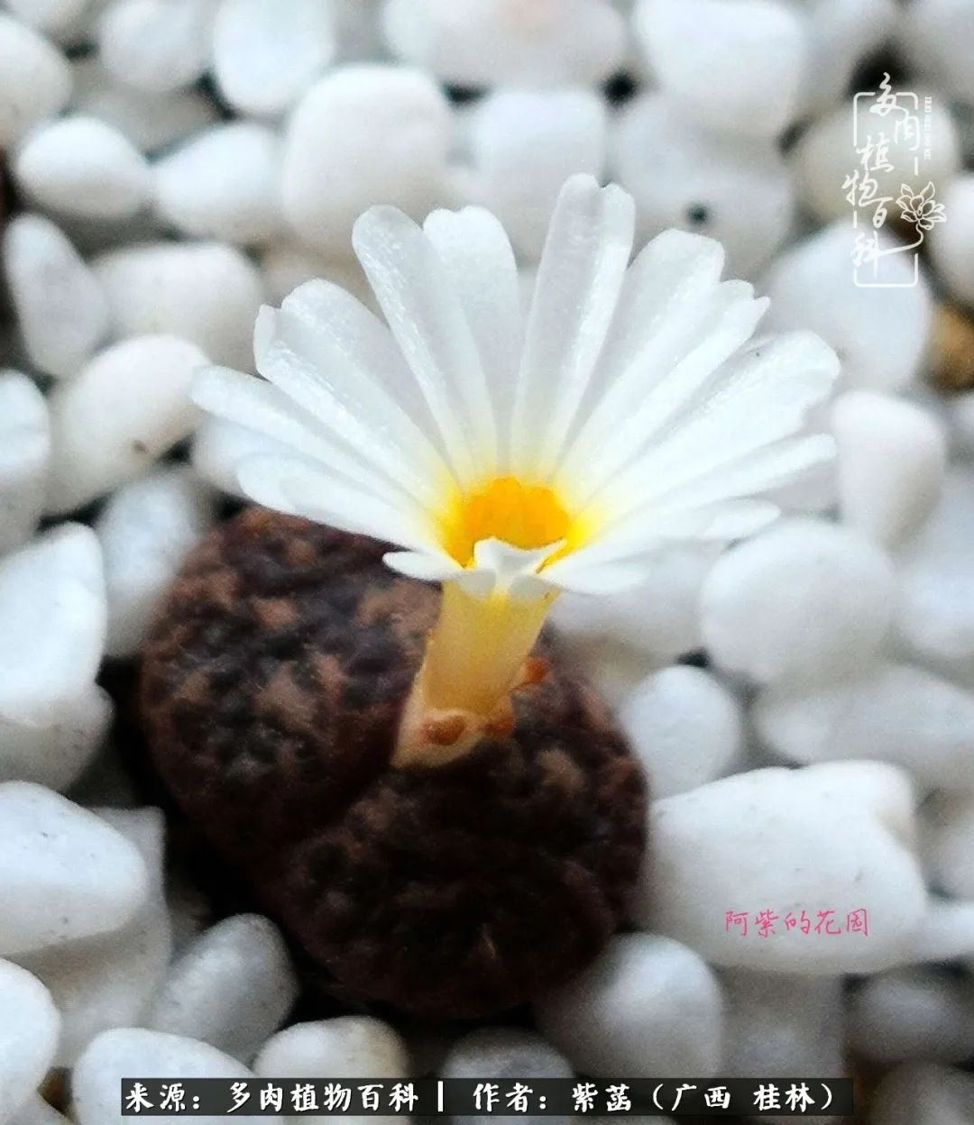 如何在夏天买的多肉度夏,多肉度夏好帮手