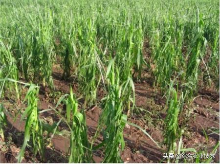 雹灾过后玉米打啥补救,玉米冰雹灾害补救措施