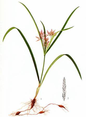 花生地除杂草用什么药,花生田莎草专用除草剂