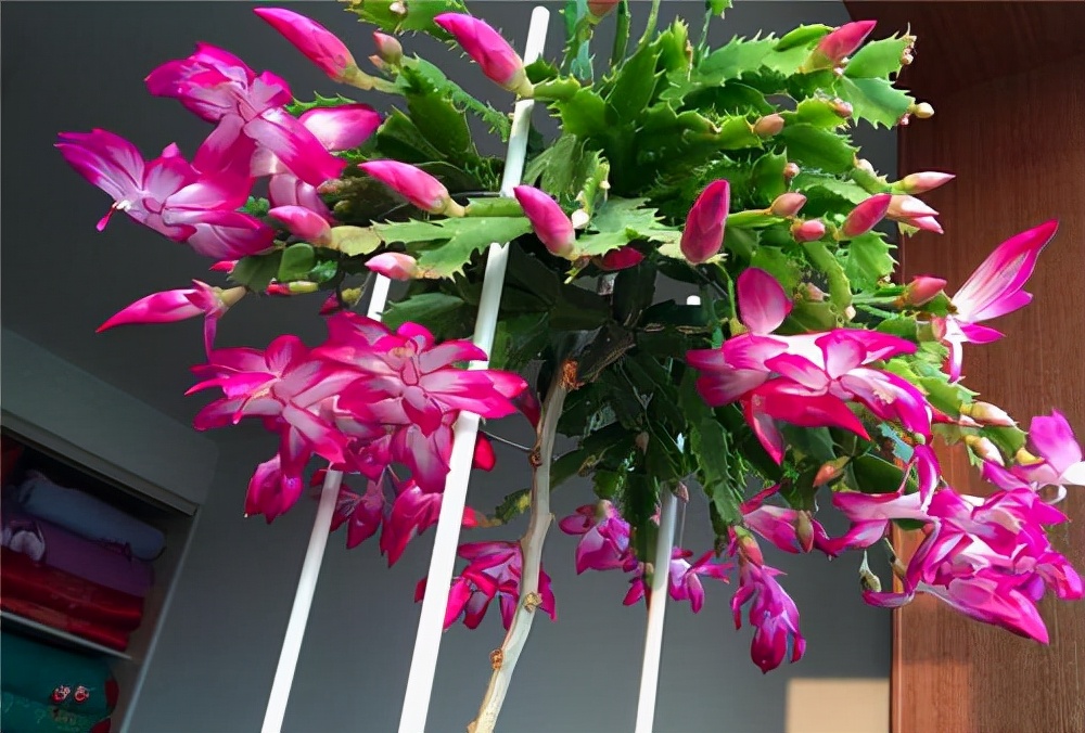 常见花卉养殖总汇,各种花卉植物养殖方法??