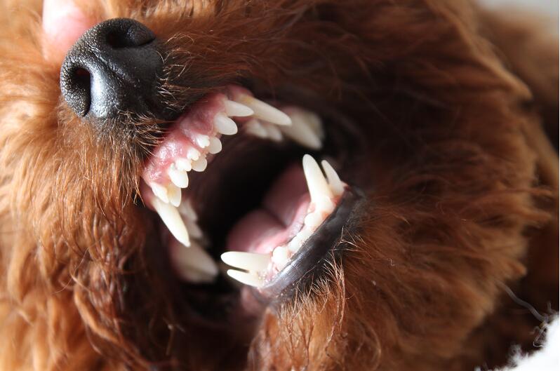 泰迪犬嘴巴臭是什么原因,泰迪犬突然口很臭怎么回事