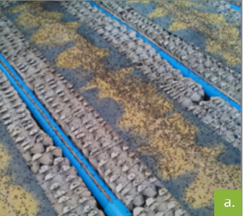 食用蟋蟀养殖赚钱吗农村,食用蟋蟀养殖