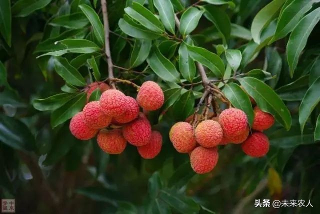 烤烟有机肥的正确使用方法,烟草专用有机肥怎么使用