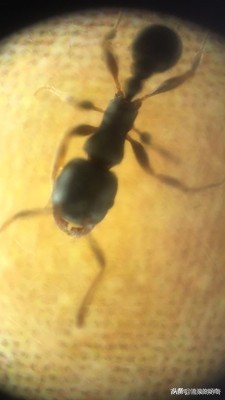 oppofindx3pro显微镜拍螨虫,oppofindx3显微镜可以看螨虫吗