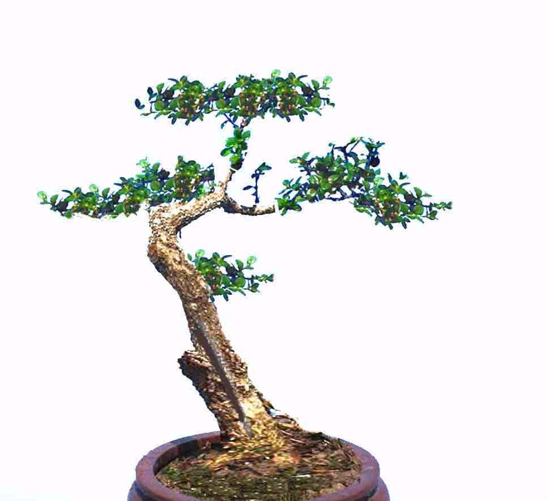 黄杨什么品种做盆景好,黄杨盆景老桩怎么制作盆景