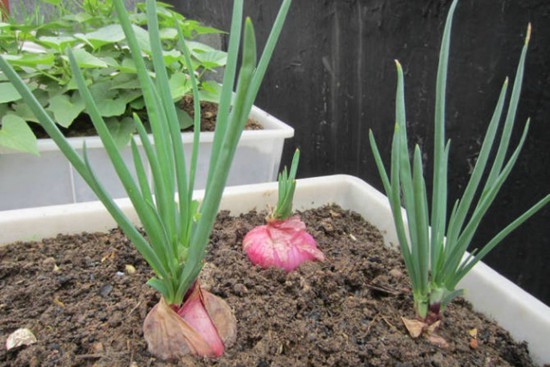 阳台种上这些菜冬天吃太美味了,阳台种菜什么菜好种