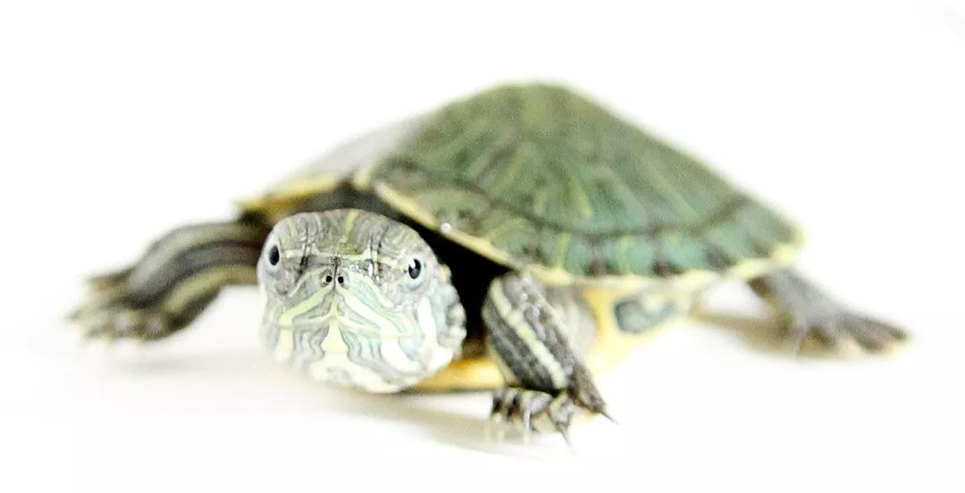 小乌龟注意啥才能健康成长,乌龟怎么养简单又不会让乌龟生病