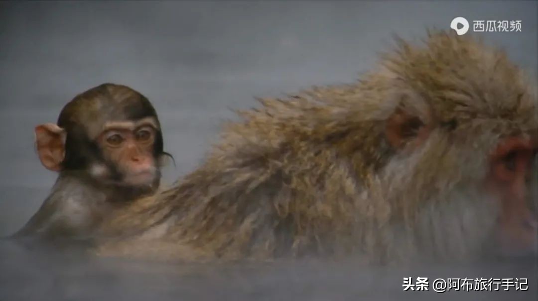 豆瓣9.1分看哭百万人,豆瓣评分9.0却很少有人看懂