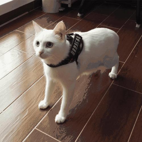 猫咪遛猫的方法和技巧,如何训练猫咪遛猫