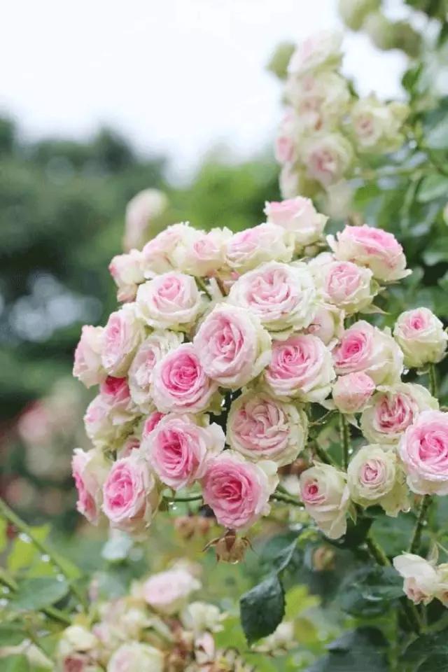 南京溧水千亩玫瑰,南京玫瑰园千亩花海迎来盛花期