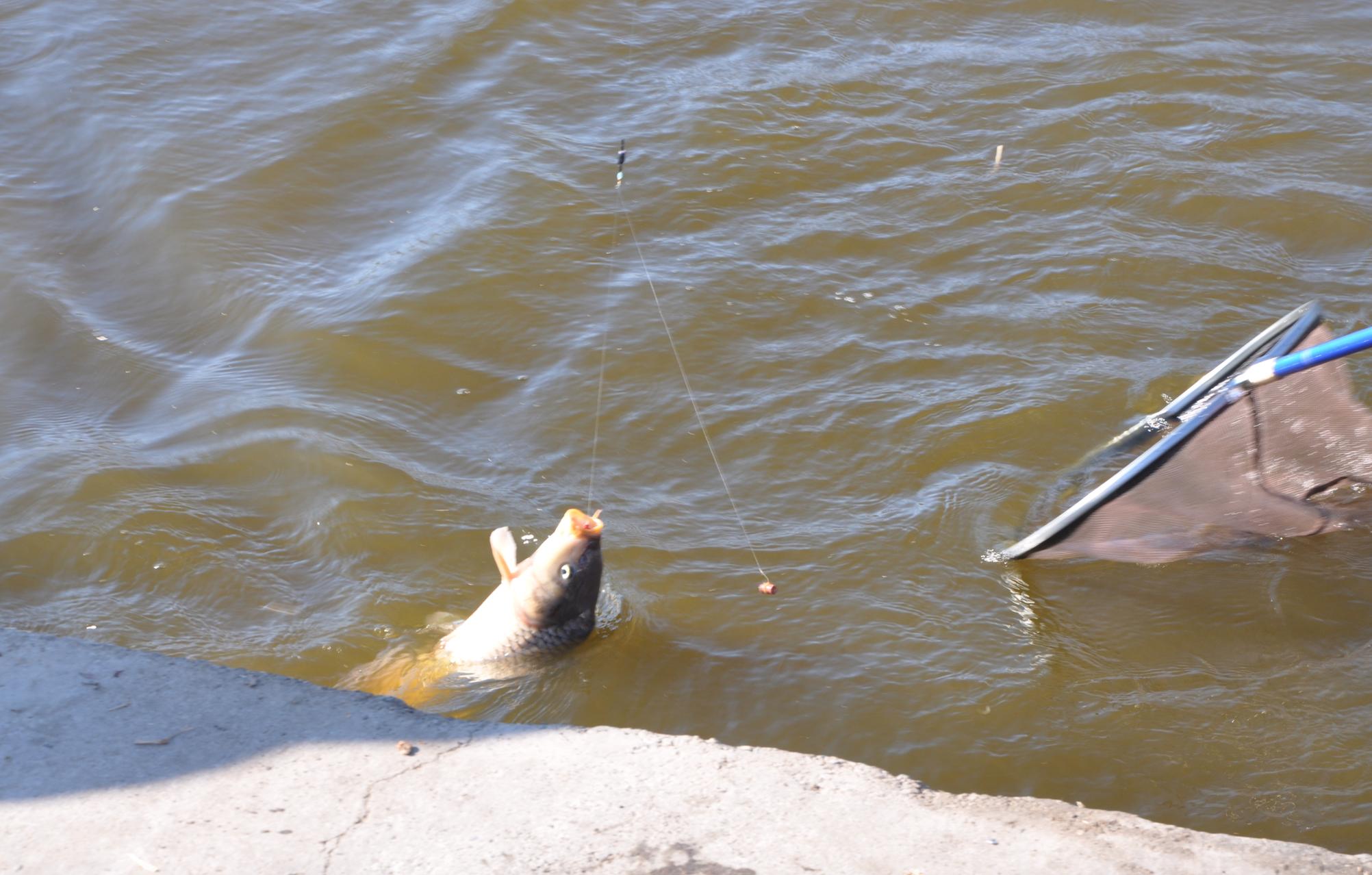 2019黑坑钓鱼比赛直播视频,黑坑钓鱼比赛2019完整视频