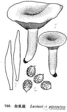 中药药材大全及功效,补肾中药大全及功效