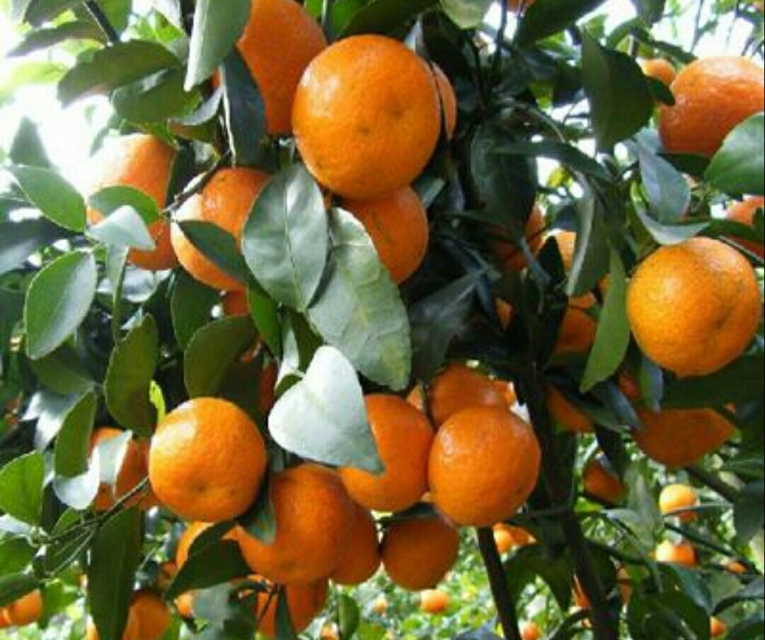 金桔树夏天落果怎么处理,金桔落叶干枝怎么补救