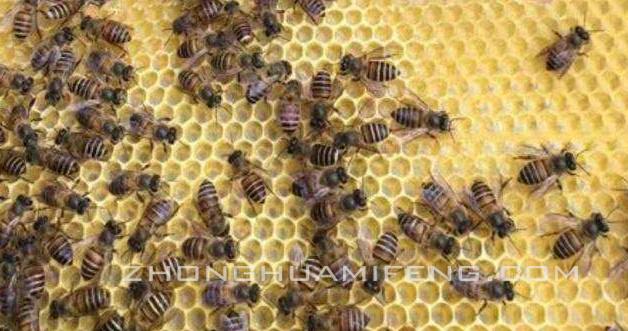 中蜂造脾最佳配方,中蜂多箱体加脾方法