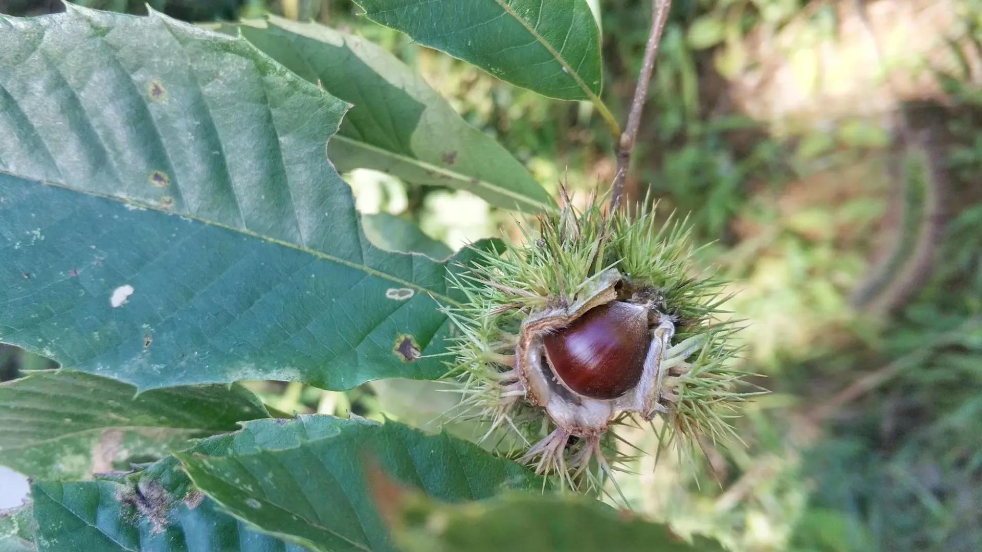 给大家展示一下什么叫做“金山药岭名茶地，竹海栗园水电乡”