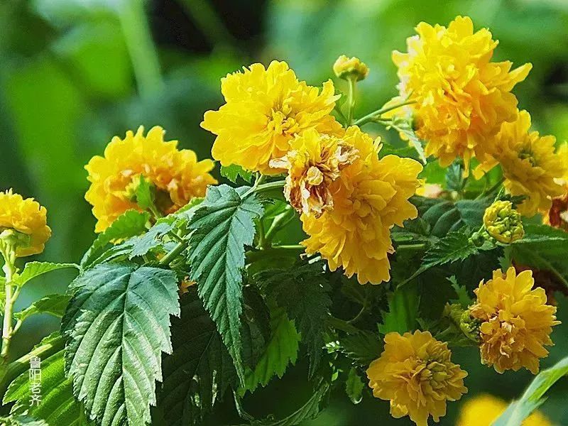 看到花的时候，不知是什么花？那就收下这份百花图谱