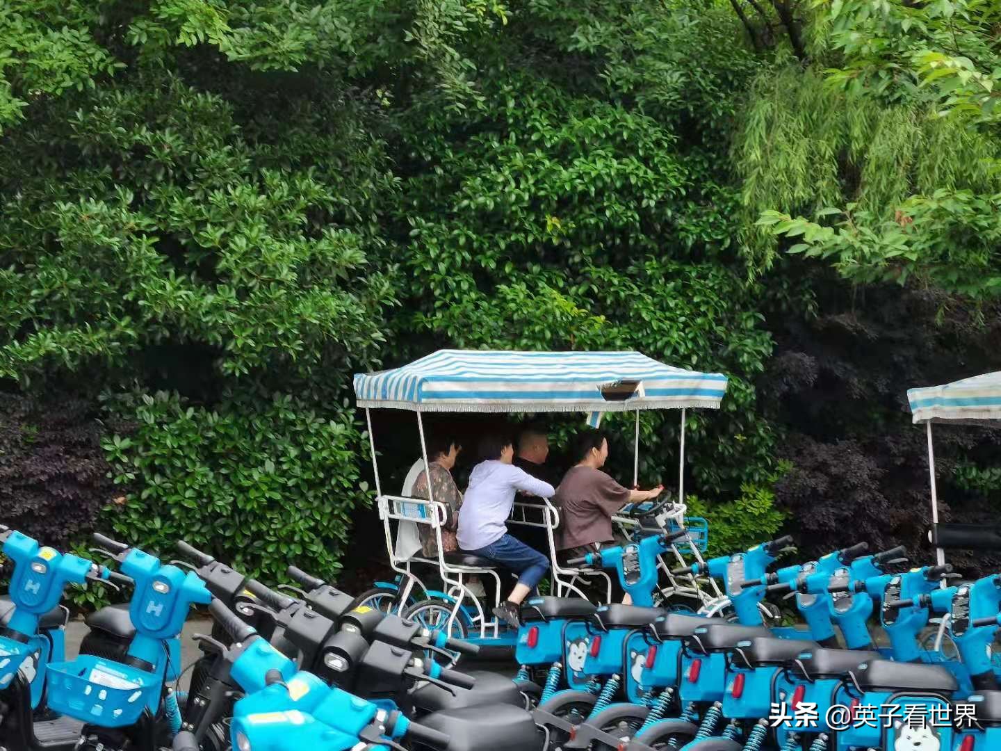 杭州的临安天目山,杭州的临安是哪个区