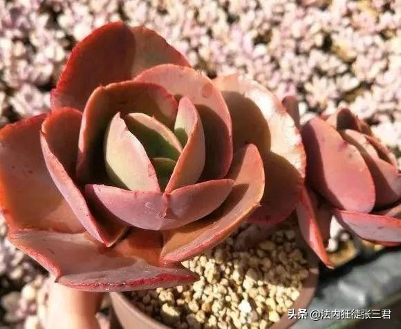 最新150多种多肉植物养护对照表,超全超经典100种多肉植物养护宝典