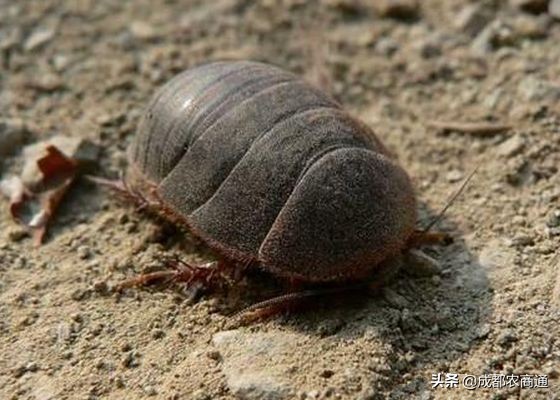 土元养殖的骗局,土元养殖场建造