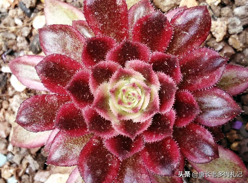 多肉法师舍不得买老桩？秋天入手小的也行，拿回家这样种很快服盆