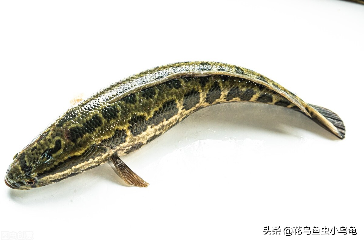 养黑鱼观赏鱼的技巧和方法,黑鱼观赏鱼怎么养