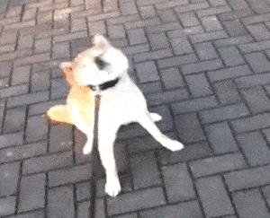 想养秋田犬快来看优缺点分析,想养狗狗幼犬最好养什么狗