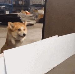 小短腿柯基有点可爱,柯基小短腿好可爱