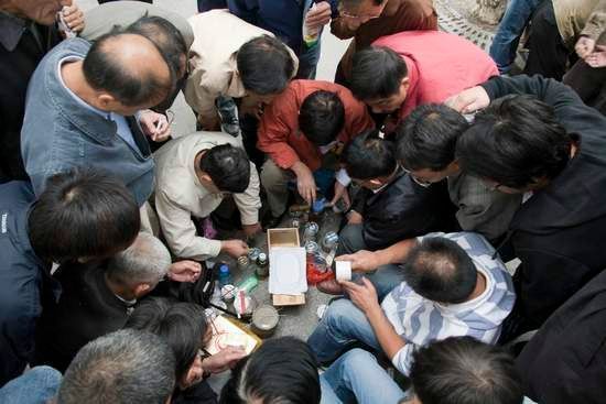 网上收蟋蟀是骗局吗,宁津蟋蟀与宁阳蟋蟀