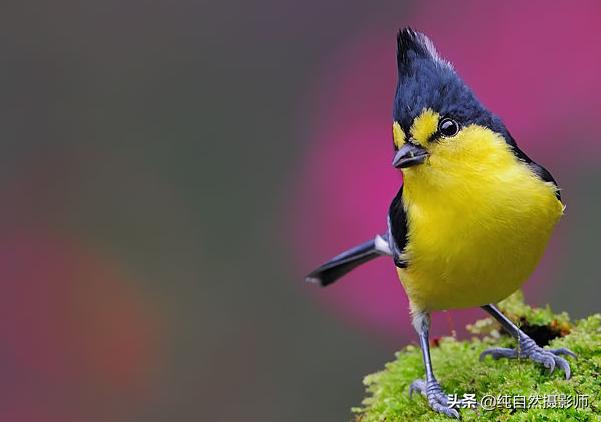 中国山雀科有哪些鸟,黄山雀鸟哪个品种最好