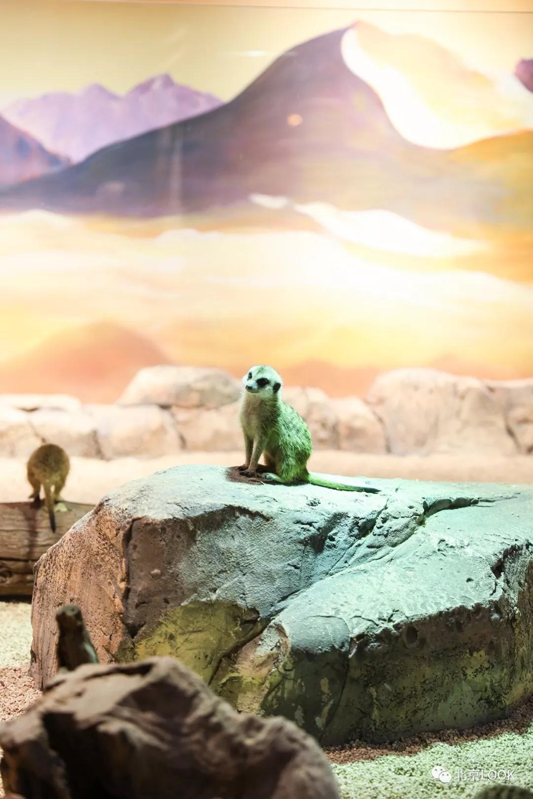 北京常见的动物有哪些,北京市郊常见动物