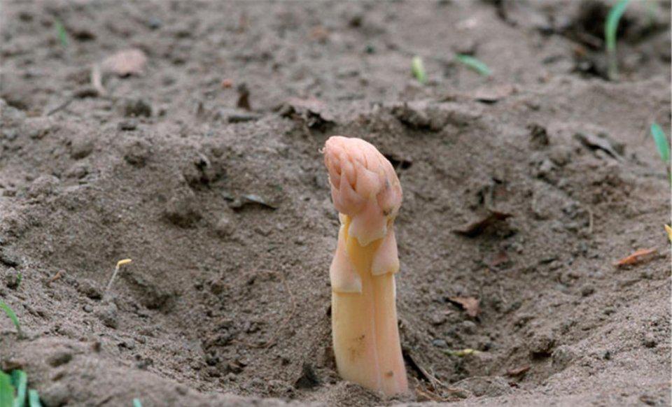 堪称天价的顶级食材,哪些顶级的食材市场上是买不到的