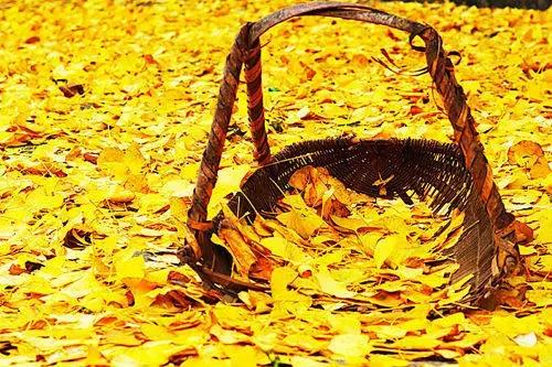 南雄最美银杏,广东美丽的银杏图片